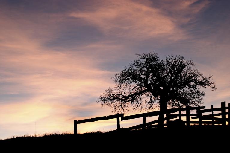 Silhouetted tree and wooden fence at dusk